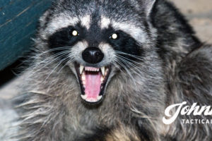 Discretion And The Death Of A Trash Panda