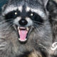 Discretion And The Death Of A Trash Panda