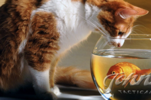 Life In The Fishbowl: How To Avoid An Ambush And Stay Alive